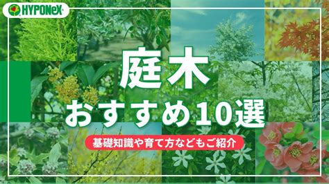 大型庭園樹|おすすめの庭木12選｜選ぶポイントや種類などもご紹